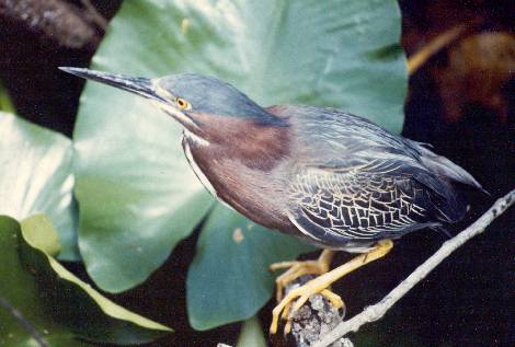 [Little Green Heron]