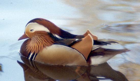 [Example image: Mandarin Duck]